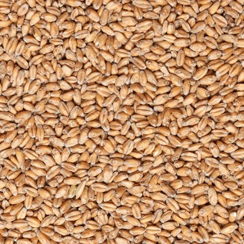 Солод Ireks WHEAT (пшеничный)